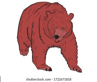 Graphic illustration of a realistic grizzly bear in isolate on a white background. Vector illustration.