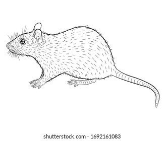 Graphic illustration of a realistic rat in isolate on a white background. Vector illustration.