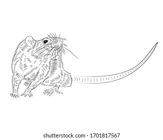 Graphic illustration of a realistic  rat in isolate on a white background. Vector illustration.