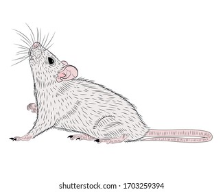 Ilustración gráfica de una rata realista aislada sobre un fondo blanco. Ilustración vectorial.
