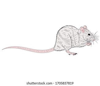 Graphic illustration of a realistic  rat in isolate on a white background. Vector illustration.