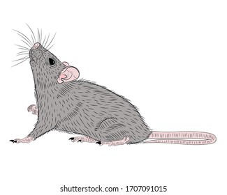 Graphic illustration of a realistic  rat in isolate on a white background. Vector illustration.