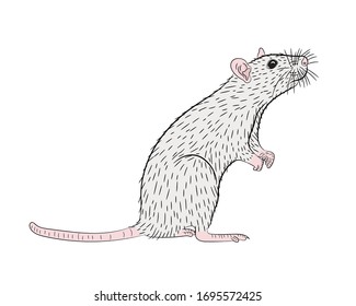 Graphic illustration of a realistic white rat standing on its hind legs in isolate on a white background. Vector illustration
