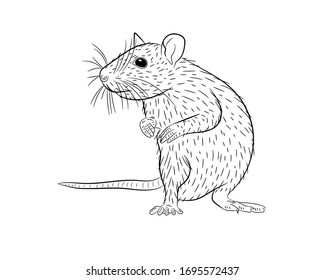 Graphic illustration of a realistic white rat standing on its hind legs in isolate on a white background. Vector illustration