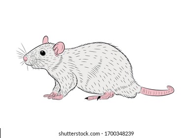 Graphic illustration of a realistic white rat in isolate on a white background. Vector illustration.
