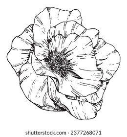 Graphic illustration of rosehip. Vector monochrome clip art of Wild rose. Outline linear hand drawn floral design element. Sketch Dog-rose, briar, brier, eglantine, canker-rose for logo, wedding print