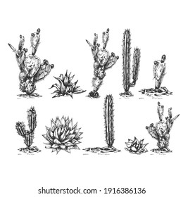 graphic illustration, set of different cacti, blue agave, the main ingredient of tequila, sketch on a white background, drawing of Desert Cactus, agave, side view