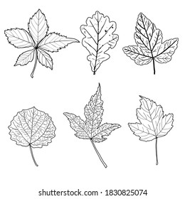 Graphic illustration of six different black and white tree leaves.