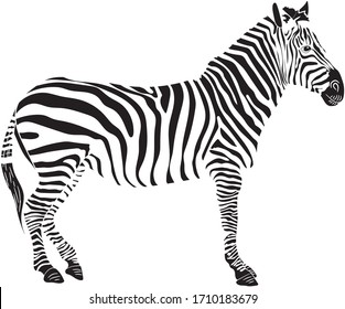 Graphic illustration of a standing zebra in isolate on a white background .Vector illustration.