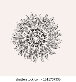 Graphic illustration of a sun flower top view. Round flower. Plain blooming. Engraved etching drawing style.