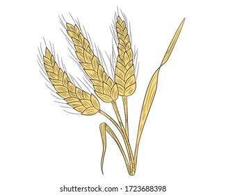 Graphic illustration of three realistic spikelets of wheat icon in isolate on a white background. Vector illustration.