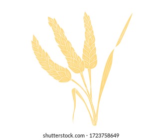 Graphic illustration of three realistic spikelets of wheat icon in isolate on a white background. Vector illustration.