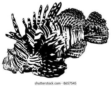 Graphic Illustration of a unique dragon Fish