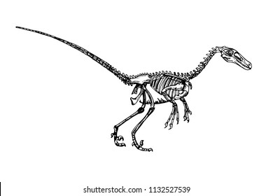 Graphic illustration of velociraptor.Dinosaur skeleton sketch
