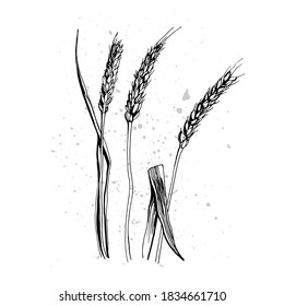 Graphic illustration of Wheat.Vector illustration. Manual graphics.