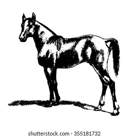Graphic image arab stallion 