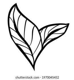 graphic image of an avocado leaf on a white background