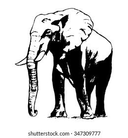 Graphic image of an elephant on a white background