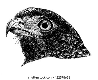 Graphic image of an falcon's head, made pen and ink, very high detail. Black and white. Animal, fauna, bird, illustration. Realistic painting. Portrait of eagle, isolated on white background. Vector.