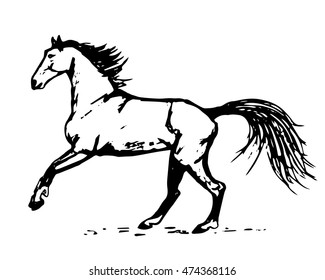 Graphic image of a horse on a white background. Abstract illustration, vector