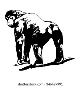 Graphic image of a monkey