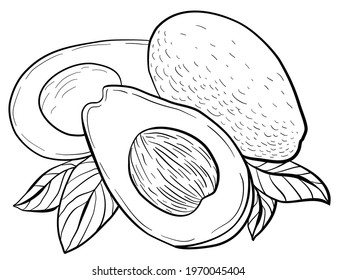 graphic image on a white background of whole avocado fruits, halves of avocado fruits, leaves, slices