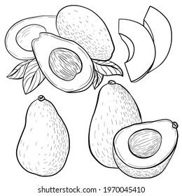 graphic image on a white background of whole avocado fruits, halves of avocado fruits, leaves, slices