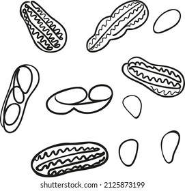 Graphic image of a peanut. Vector drawing of grains and shells of peanuts. Design for stickers, labels, menus.