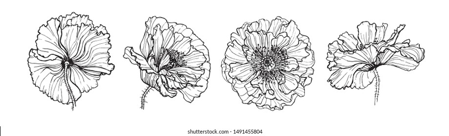 graphic image of poppy flower in different angles. Vector illustration. Set