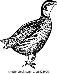 Graphic image of quail in engraving style.