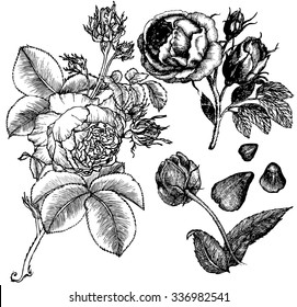 Graphic image roses and rosebuds