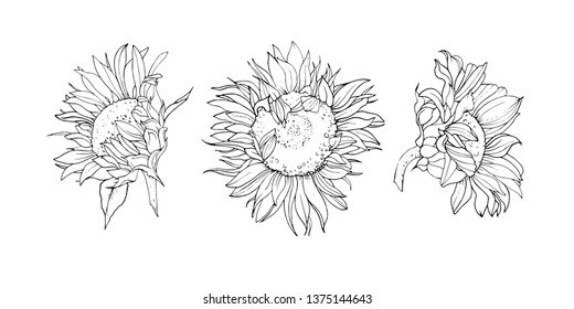 Graphic image of sunflower flowers
