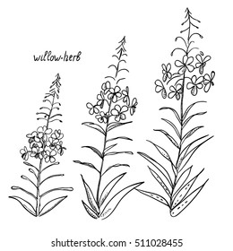 Graphic image of willow-herb