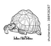 Graphic Indian star tortoise drawn in line art style isolated on white background.  Geochelone elegans. Rare turtle pet.  Coloring book page design for adults and kids