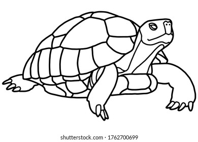 Tortoise Color Images, Stock Photos & Vectors 