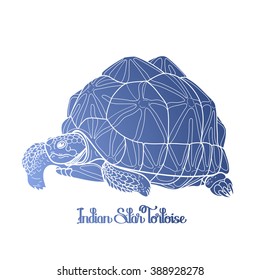 Graphic Indian star tortoise drawn in line art style isolated on white background. Geochelone elegans. Rare turtle pet in blue colors.  Coloring book page design
