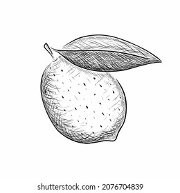 Graphic ink drawing of a lemon fruit and a leaf on a white background. Vector illustration
