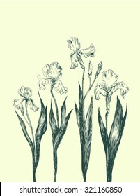 Graphic irises