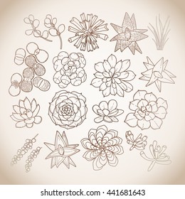 Graphic isolated succulent collection in brawn colors. Vector floral design