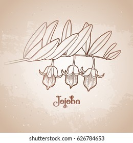 Graphic jojoba branch isolated on vintage background