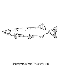 Graphic lake fish pike black and white in line art style. Pike isolated on white background.