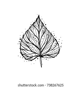Graphic leaf of birch in vector.
