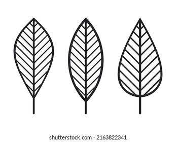 Graphic leaf icons vector set. Contour line geometric leaves illustration isolated on white. Floral design for print, background, banner or card.Ecology symbol, environment concept, eco sign, logo.