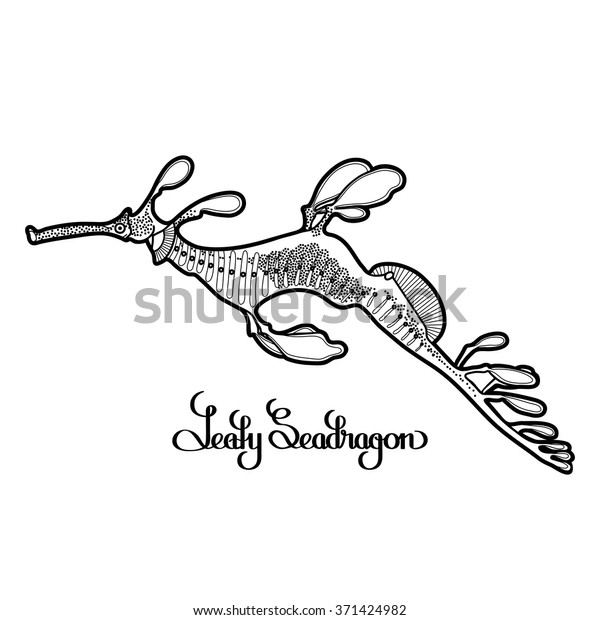 Graphic Leafy Seadragon drawn in a line art style.\
Sea horse. Ocean creature isolated on white background. Coloring\
book page design