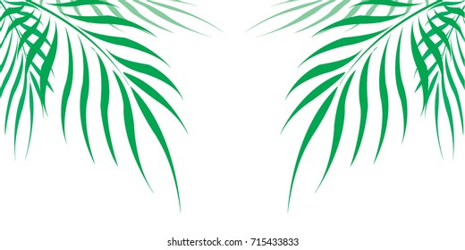 Graphic Leaves of coconut abstract pattern background Green - light green on white background, Vector illustration