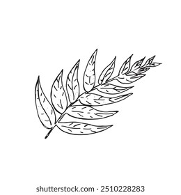 Graphic leaves. Hand draws graphic illustrations on a white background. Graphic leaves for design