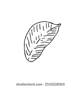 Graphic leaves. Hand draws graphic illustrations on a white background. Graphic leaves for design