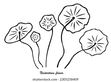 Graphic leaves, stylized nasturtium. Black outlines on the white background. Vector image. Separate element for design. Flower constructor.