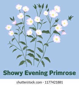 The graphic of light purple and white flowers called Showy Evening Primrose.