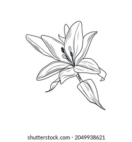 Graphic line drawing of a lily. Flower. Bud. Sketch of a tattoo.